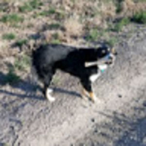 Meet your Posher, Faith